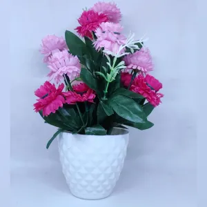 7 Carnation Flower Bookeh