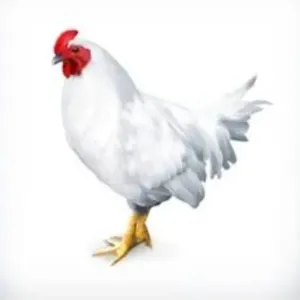 CHICKEN 