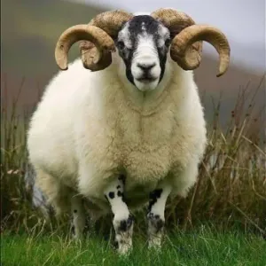 MUTTON