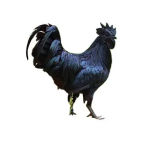 Kadaknath Chicken 