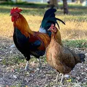 Country Chicken (Natu Kodi)