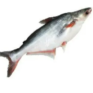 Cat Fish (Kanttana/Jallelu)