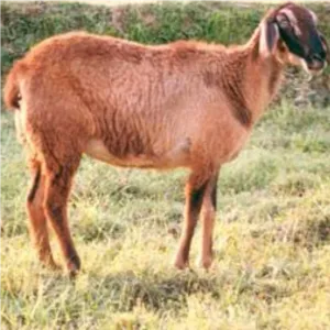 Sheep (Potla/Gorrey)