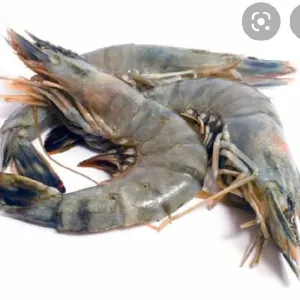Prawns