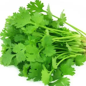 Dhaniya coriander