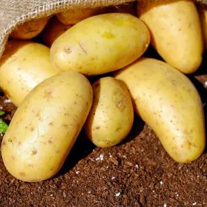 Potato