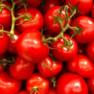 Tomato