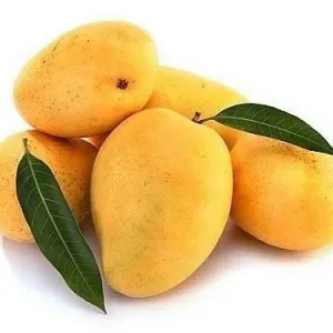 MANGO (SAFEDA)