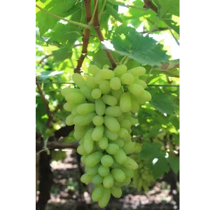 Grapes - Sonaka Seedless, 500 g