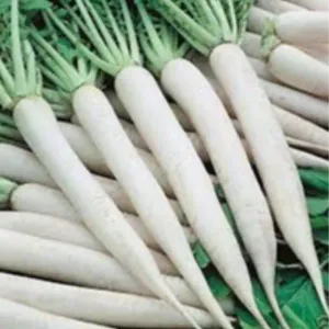  Radish - White, 500 g