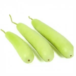 Bottle Gourd, 1 pc (Approx. 500 g - 800 g)