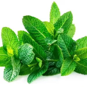 पुदीना (Mint)