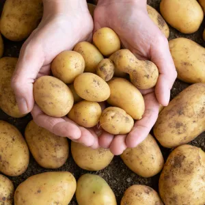 Potato-Small-(दम आलू)