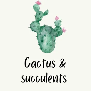 Cactus & succulents 