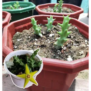 STAPELIA ORBEA SEMOTA YELLOW FLOWERING LIVE PLANT