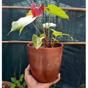 Anthurium andraeanum red 