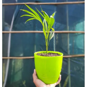 Dypsis lutescens, areca palm 