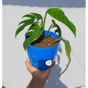 The Dragon-tail plant (Epipremnum pinnatum)