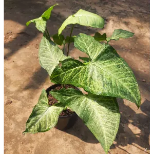 Syngonium podophyllum arrowhead