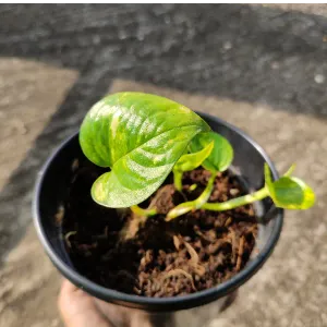 Money plant ,Devil's ivy