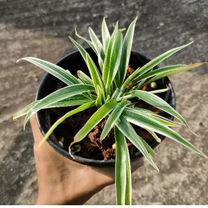 Spider plant,Chlorophytum comosum