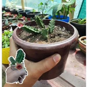 Huernia insigniflora