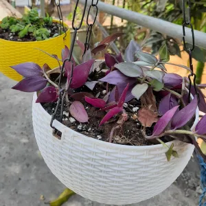 Wandering jew 
