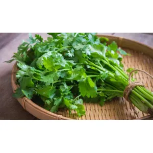 धनिया (Coriander)