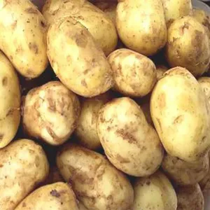 New Potato Larg (50Kg) 