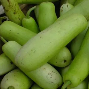 Bottle Gourd