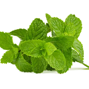Mint leaves/ പുതിന
