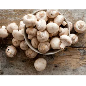 Mushroom