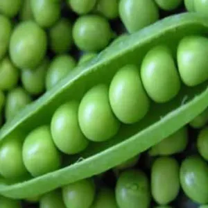 Green peas(Motorsuti)