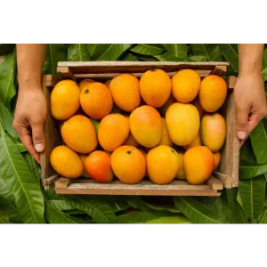 Aam - Mango Himsagar 