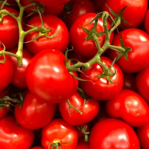 Tomato ( देसी टमाटर)