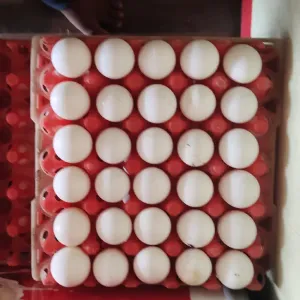 EGG PER TRAY 160 today special price