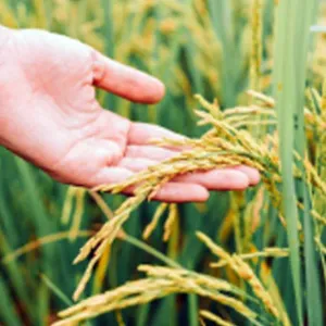 Agriculture
