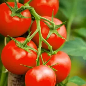 Tomato (English)