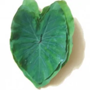 colocasia leaves(arbi patta)