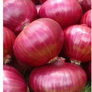 onion medium 