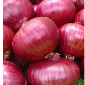 onion medium