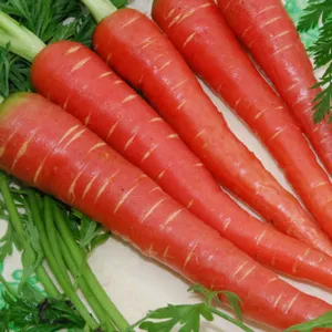 carrot red(lal gajar)