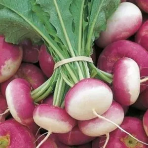 turnip(saljam)