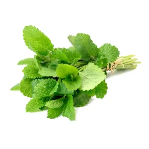 Pudina