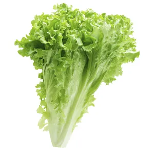 Lettuce