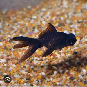Black moor