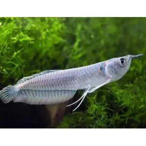 Arowana fish
