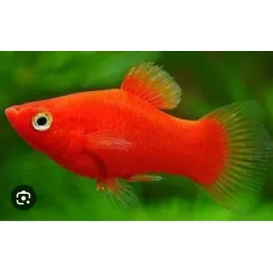 Red platy