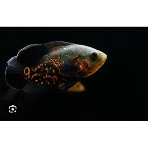 Tiger Oscar