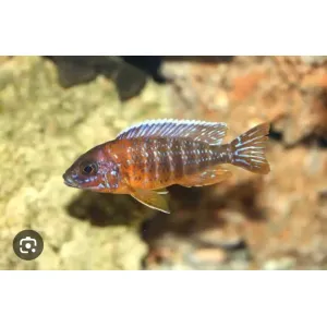 African cichlids